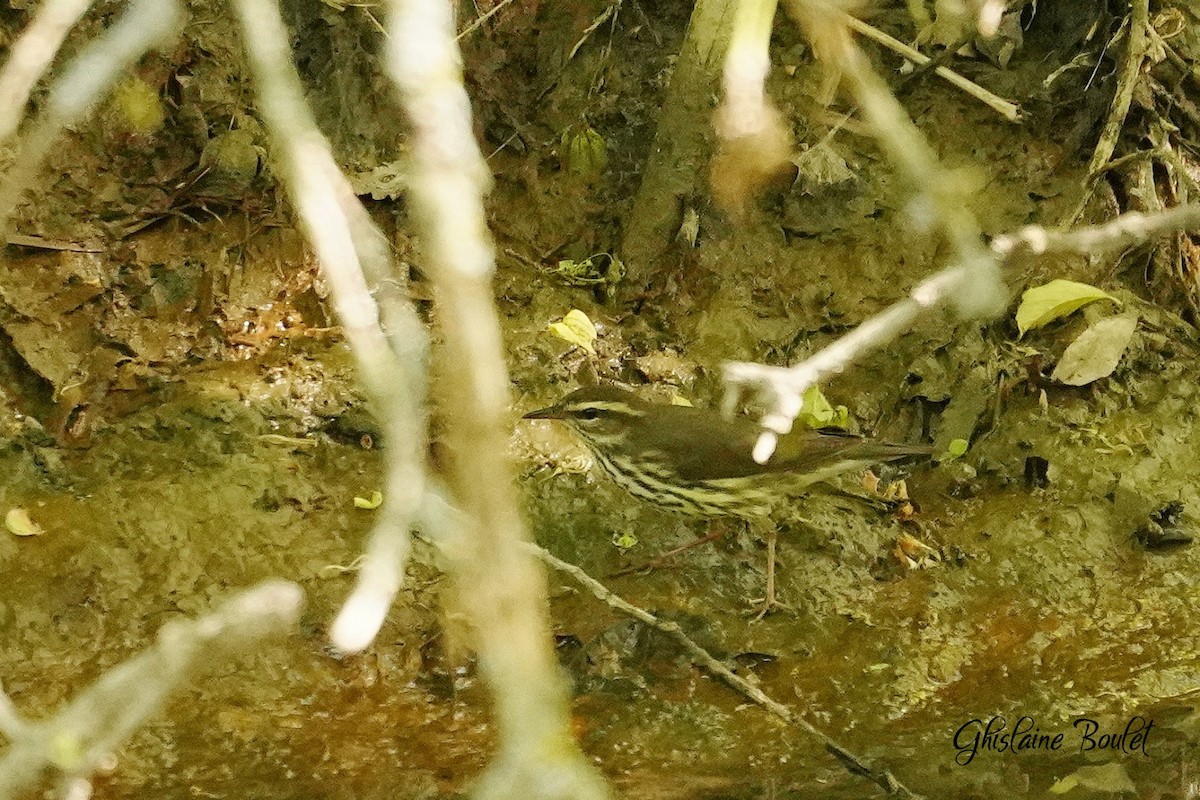 Northern Waterthrush - Réal Boulet 🦆