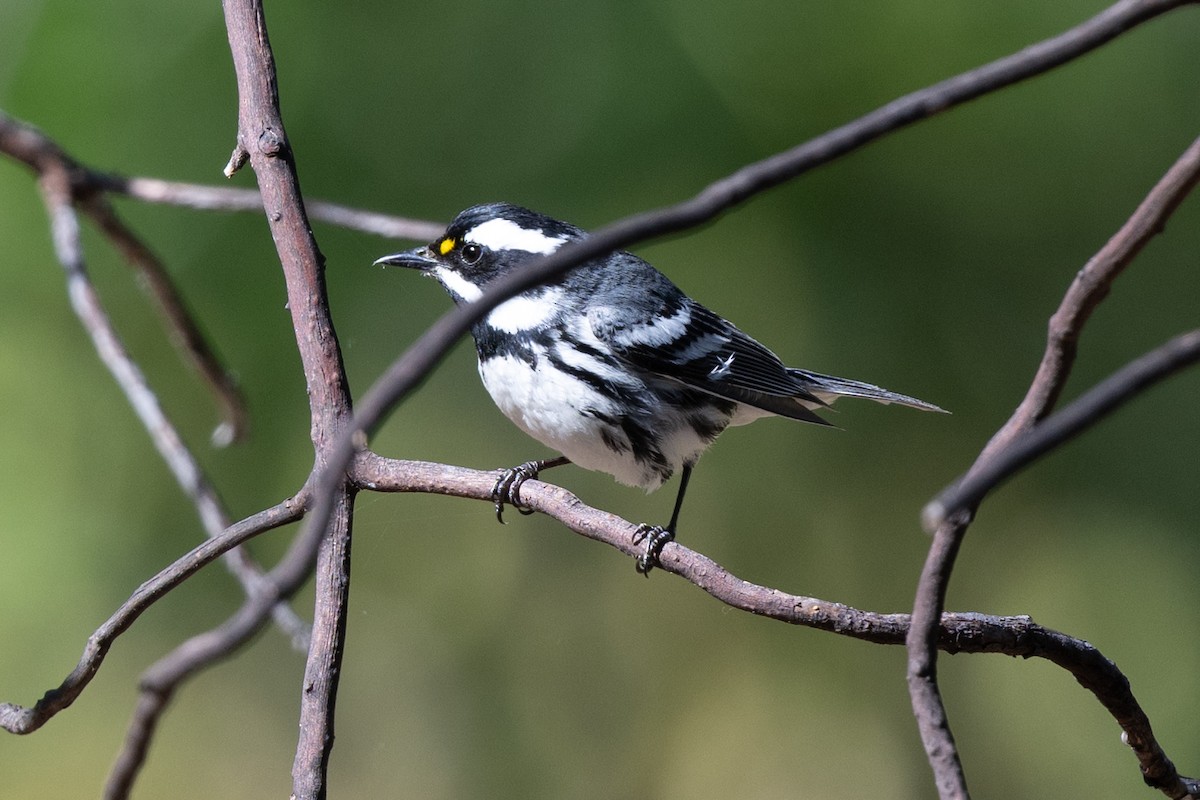 Black-throated Gray Warbler - Tom Hambleton