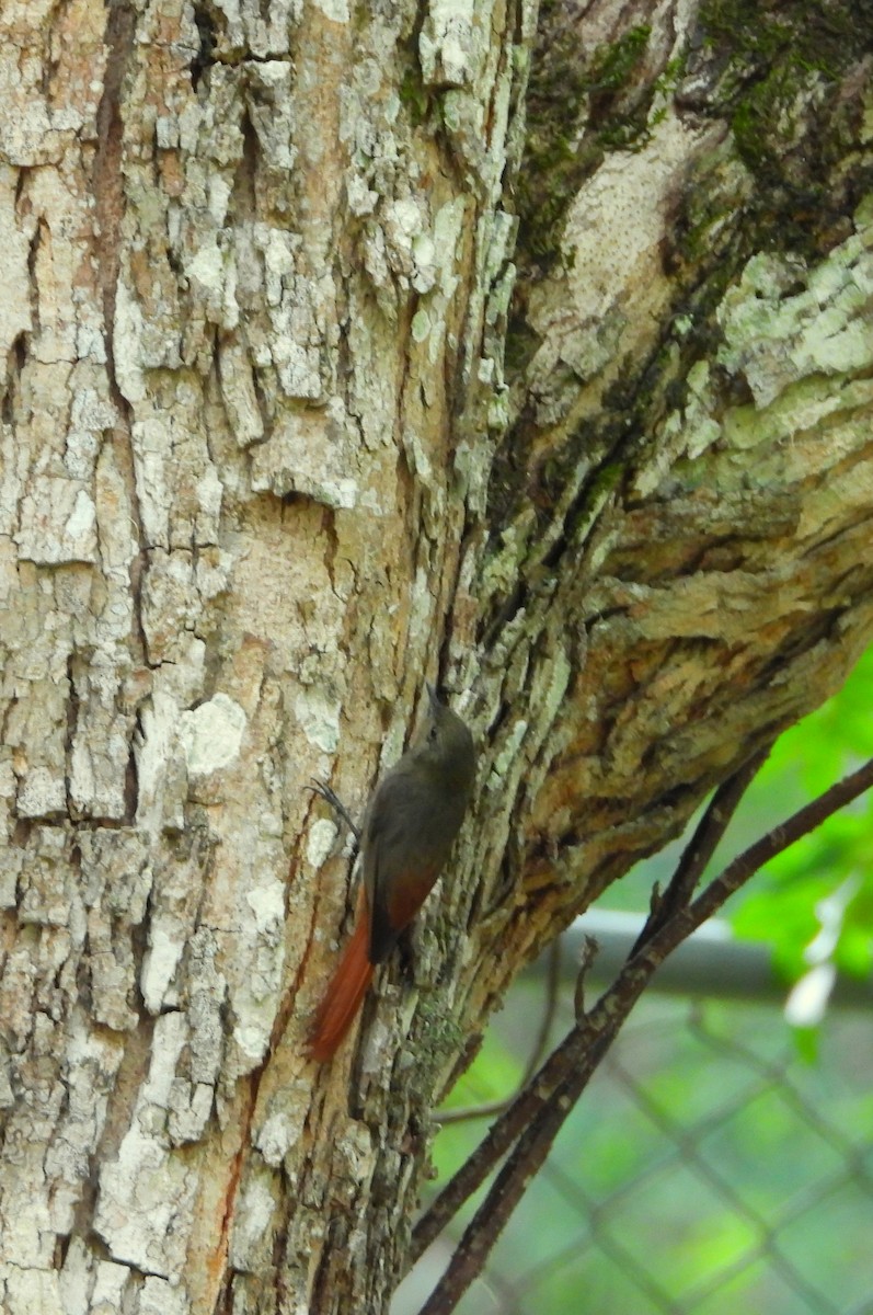 Olivaceous Woodcreeper - Manuel Pérez R.