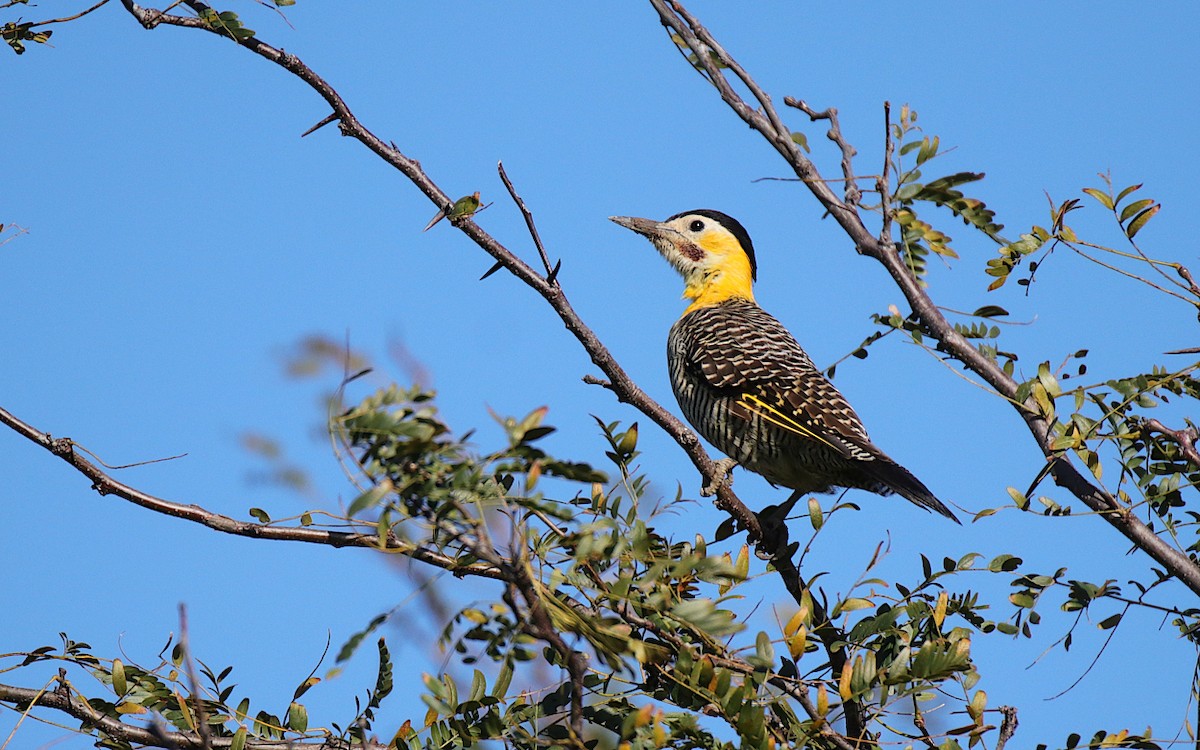 Campo Flicker - Diego Trillo