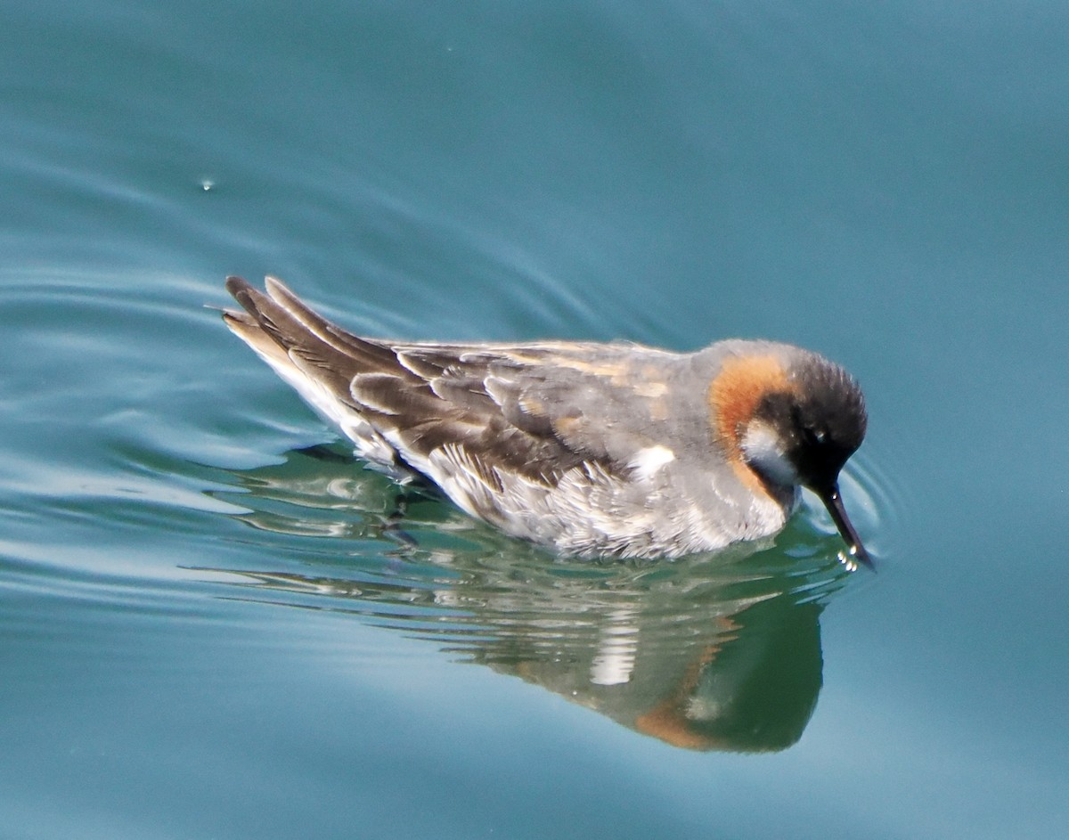 Red-necked Phalarope - Annette Teng