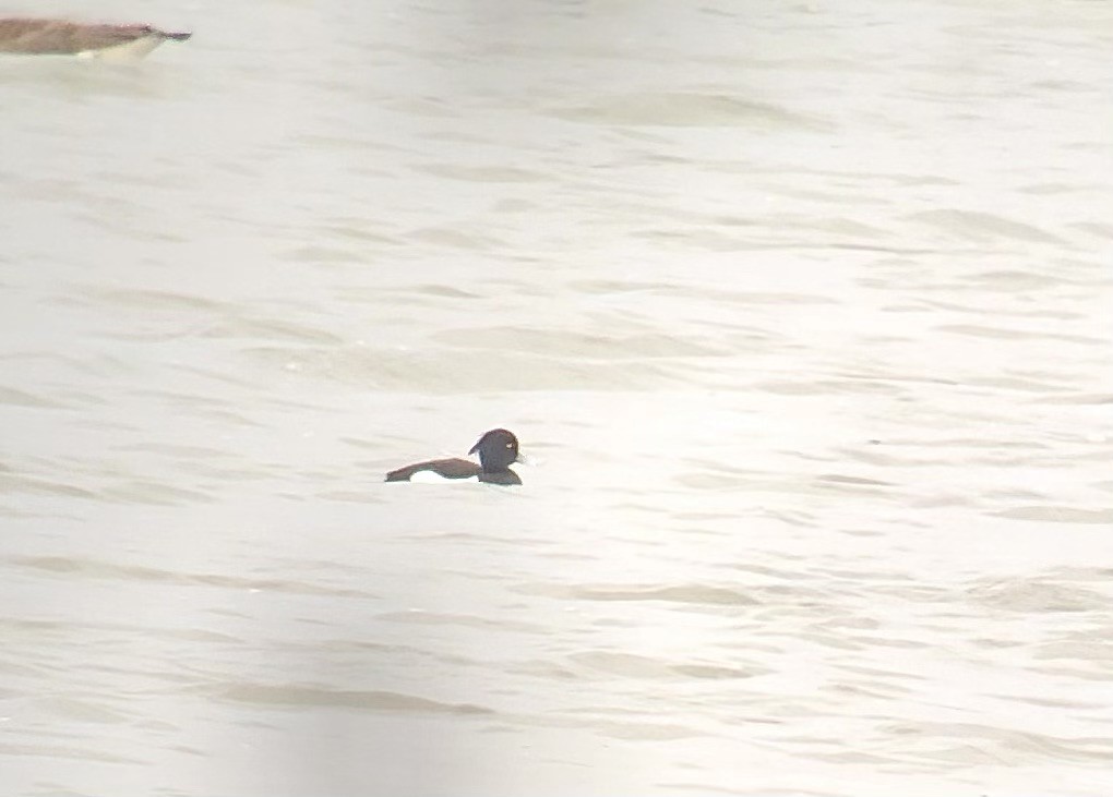 Tufted Duck - ML619365306