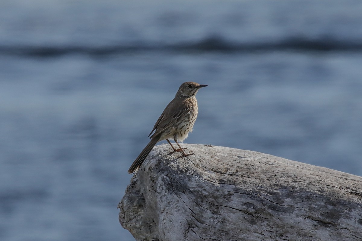 Sage Thrasher - Mark Byrne