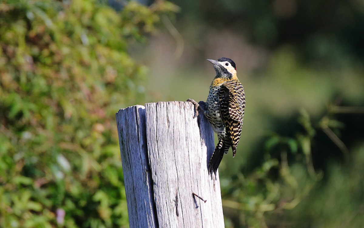 Green-barred Woodpecker - Diego Trillo