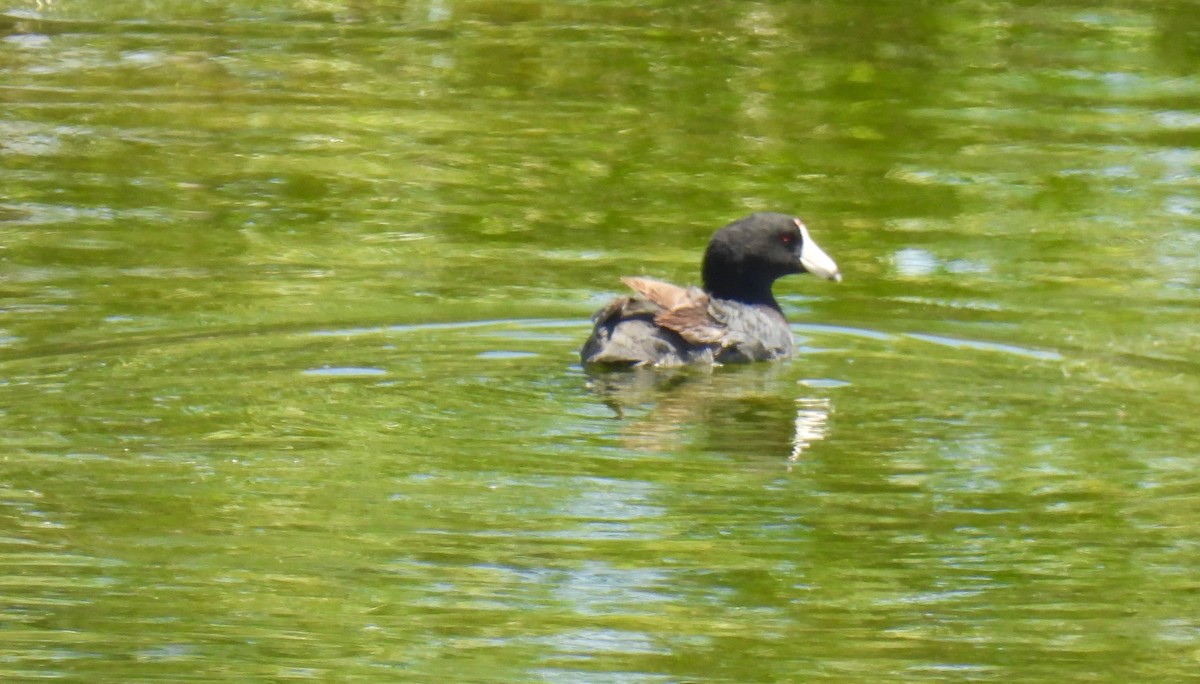 American Coot - Sue Bernstein