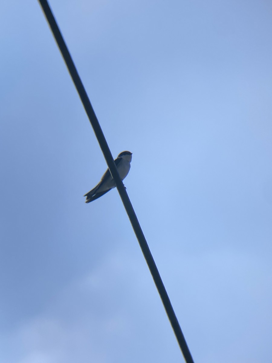 Mangrove Swallow - Tori R.