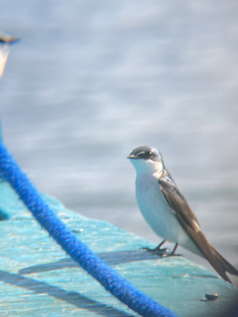 Mangrove Swallow - Tori R.