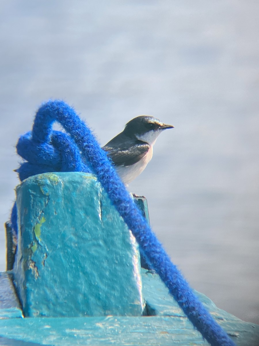 Mangrove Swallow - Tori R.