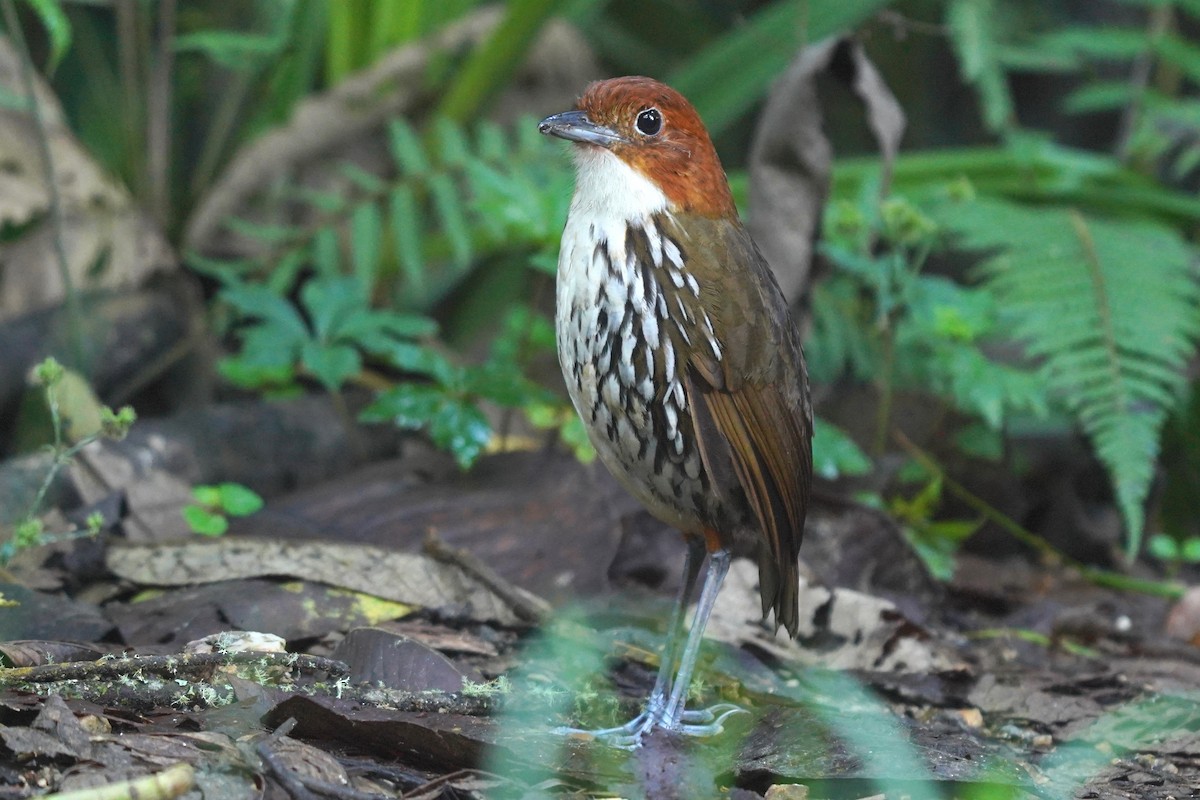 Chestnut-crowned Antpitta - ML619365377