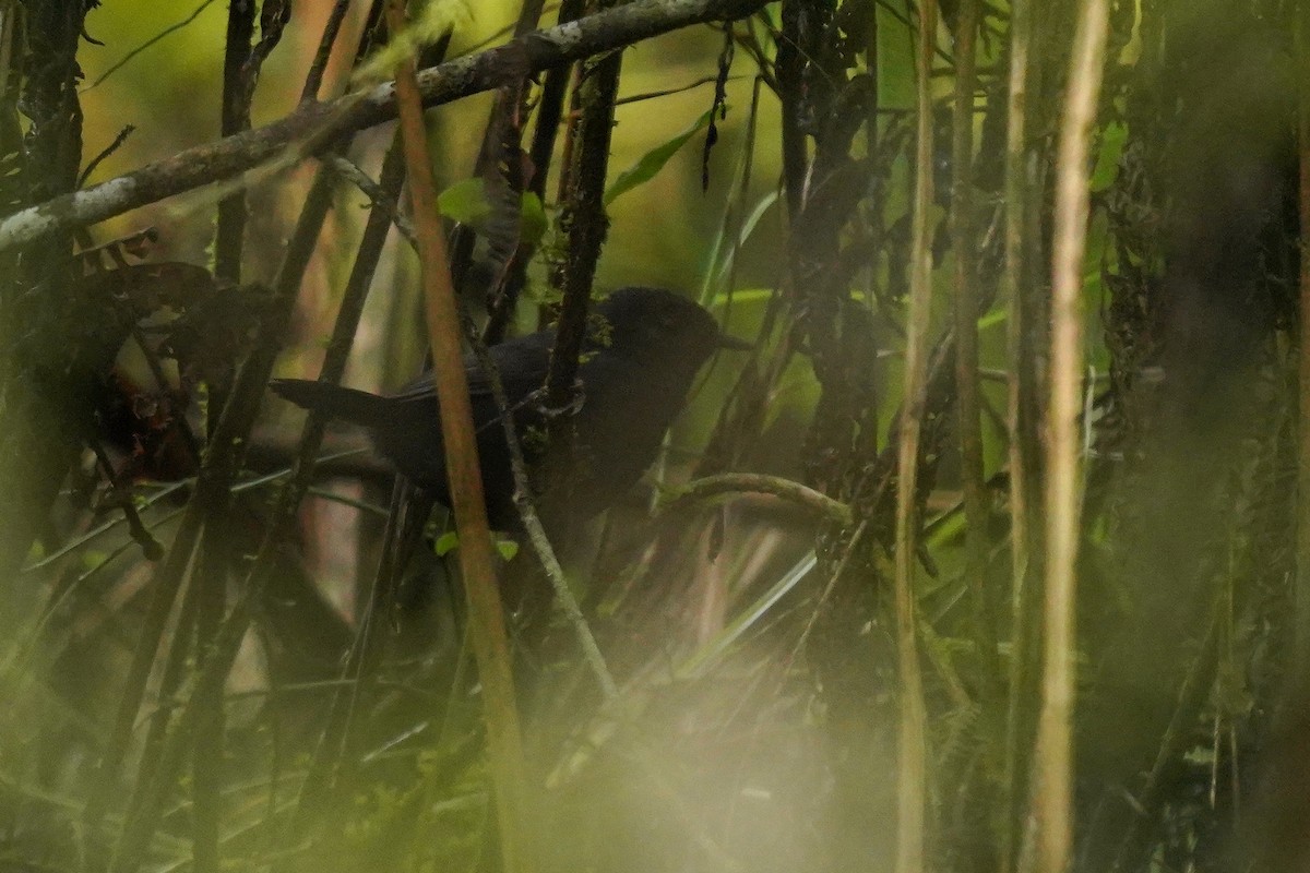 Blackish Tapaculo - Luis Carlos García Mejía