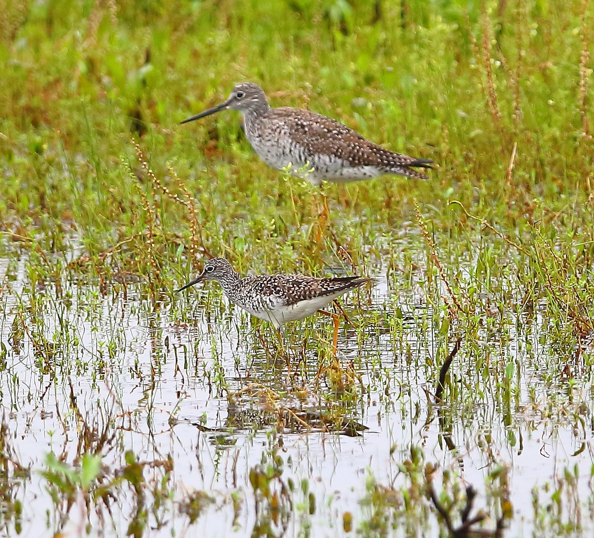 Lesser Yellowlegs - Bala Chennupati