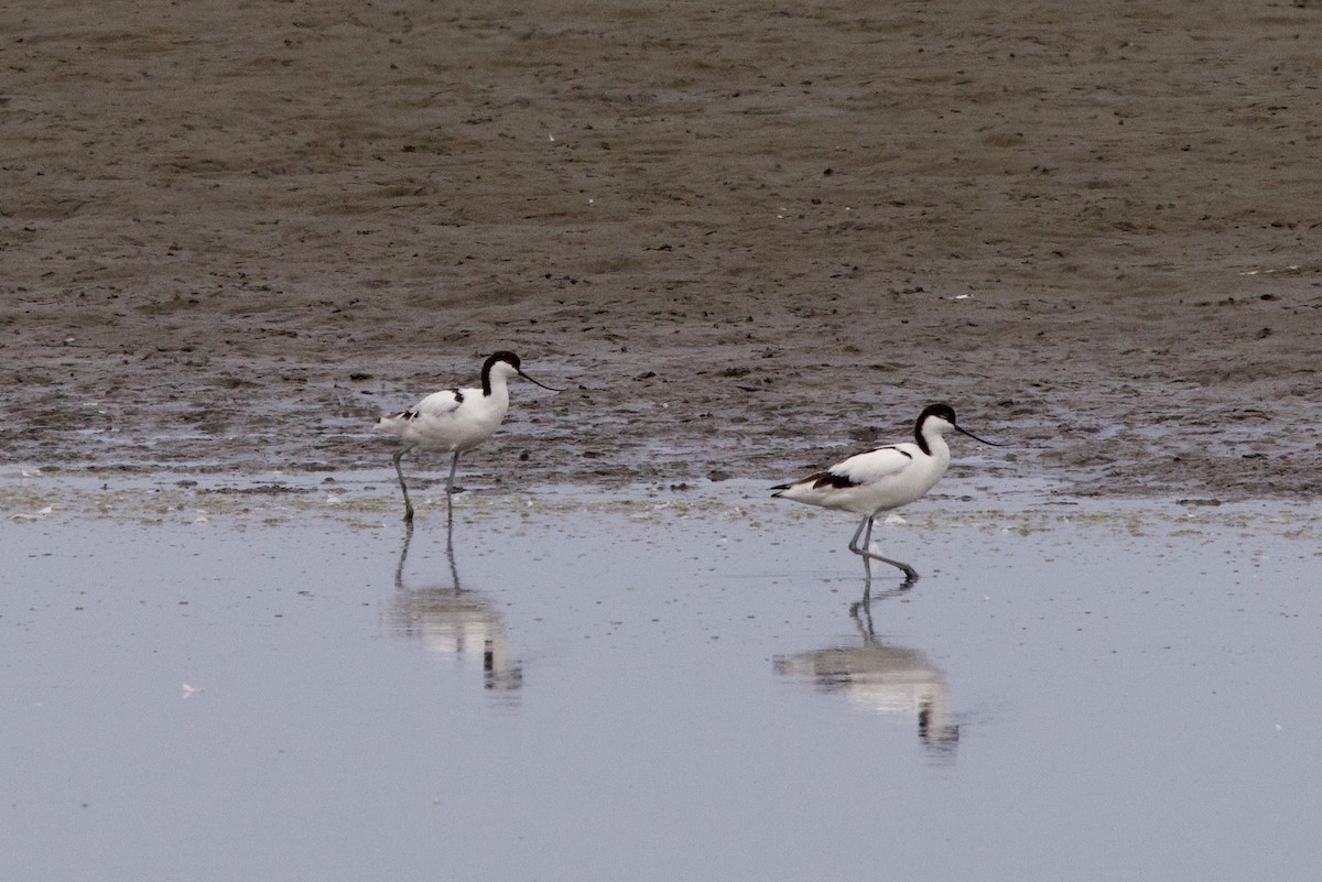 Pied Avocet - John Bruin