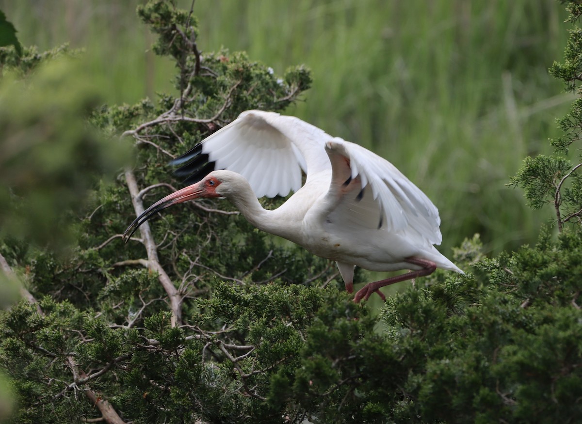 White Ibis - bill belford