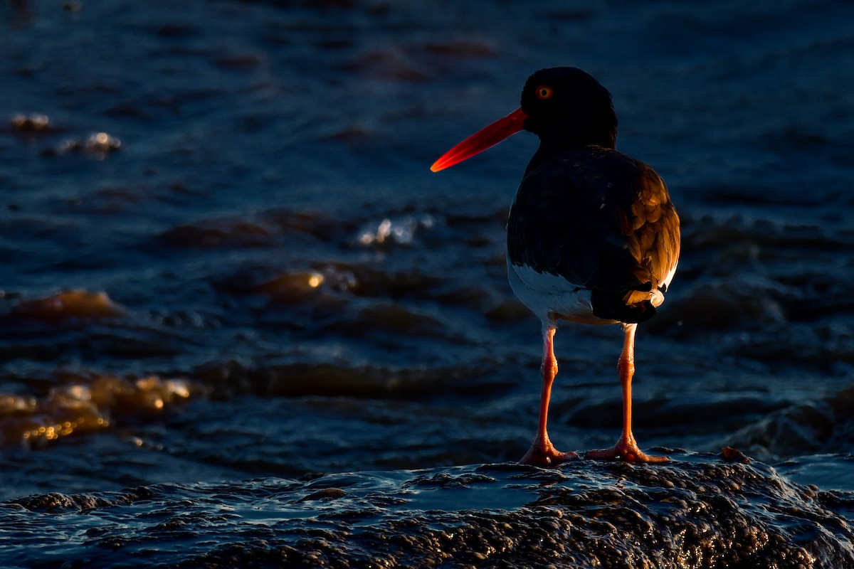 American Oystercatcher - Federico Robles
