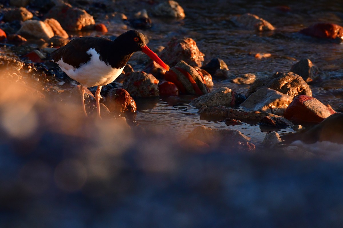 American Oystercatcher - Federico Robles
