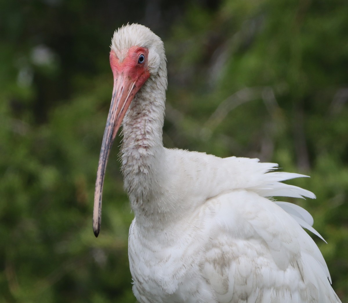 White Ibis - bill belford