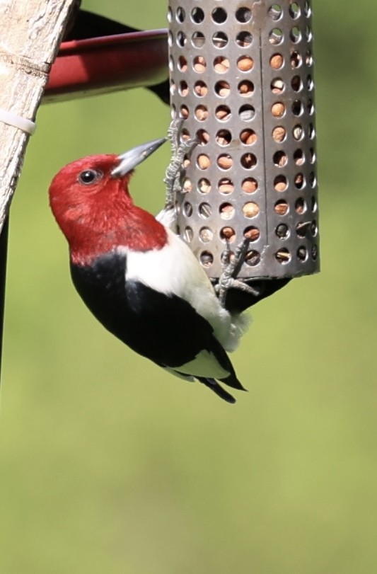 woodpecker sp. - Heidi Hudlass