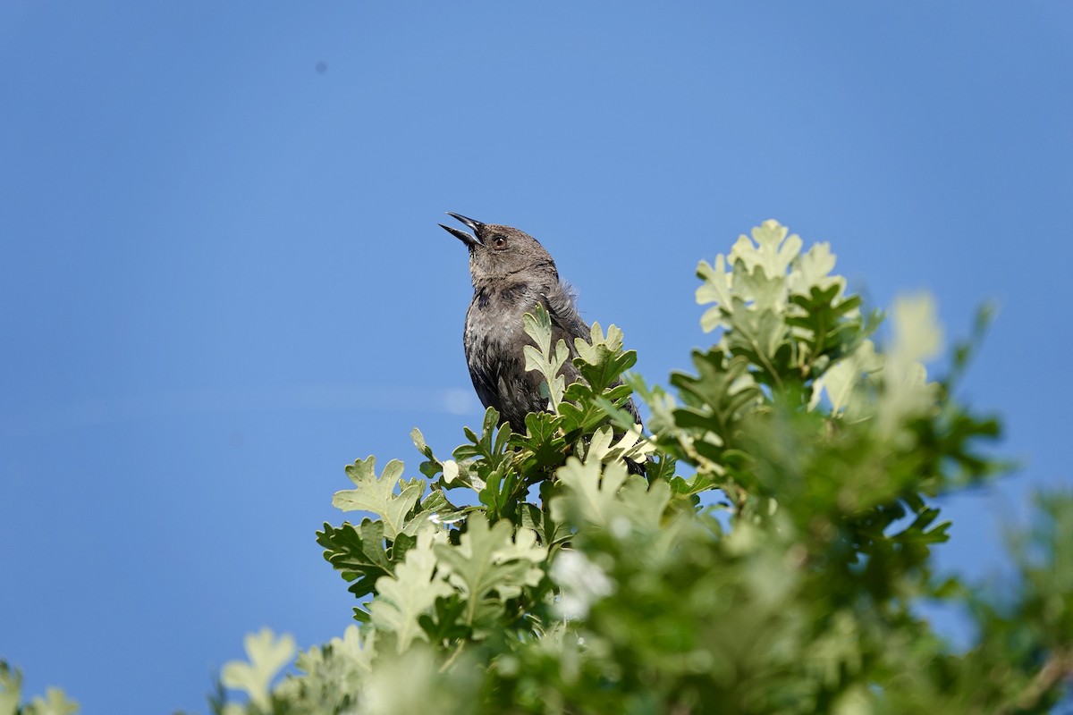 Brewer's Blackbird - Bob Greenleaf