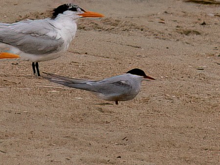 Arctic Tern - Alan MacEachren