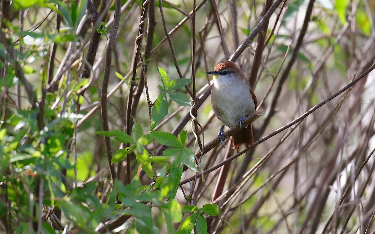 Yellow-chinned Spinetail - Diego Trillo