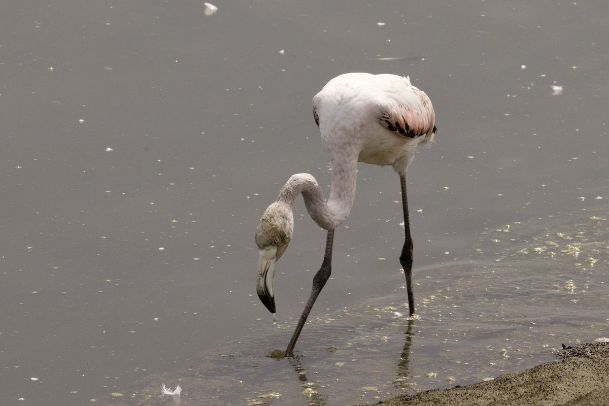 Greater Flamingo - John Bruin