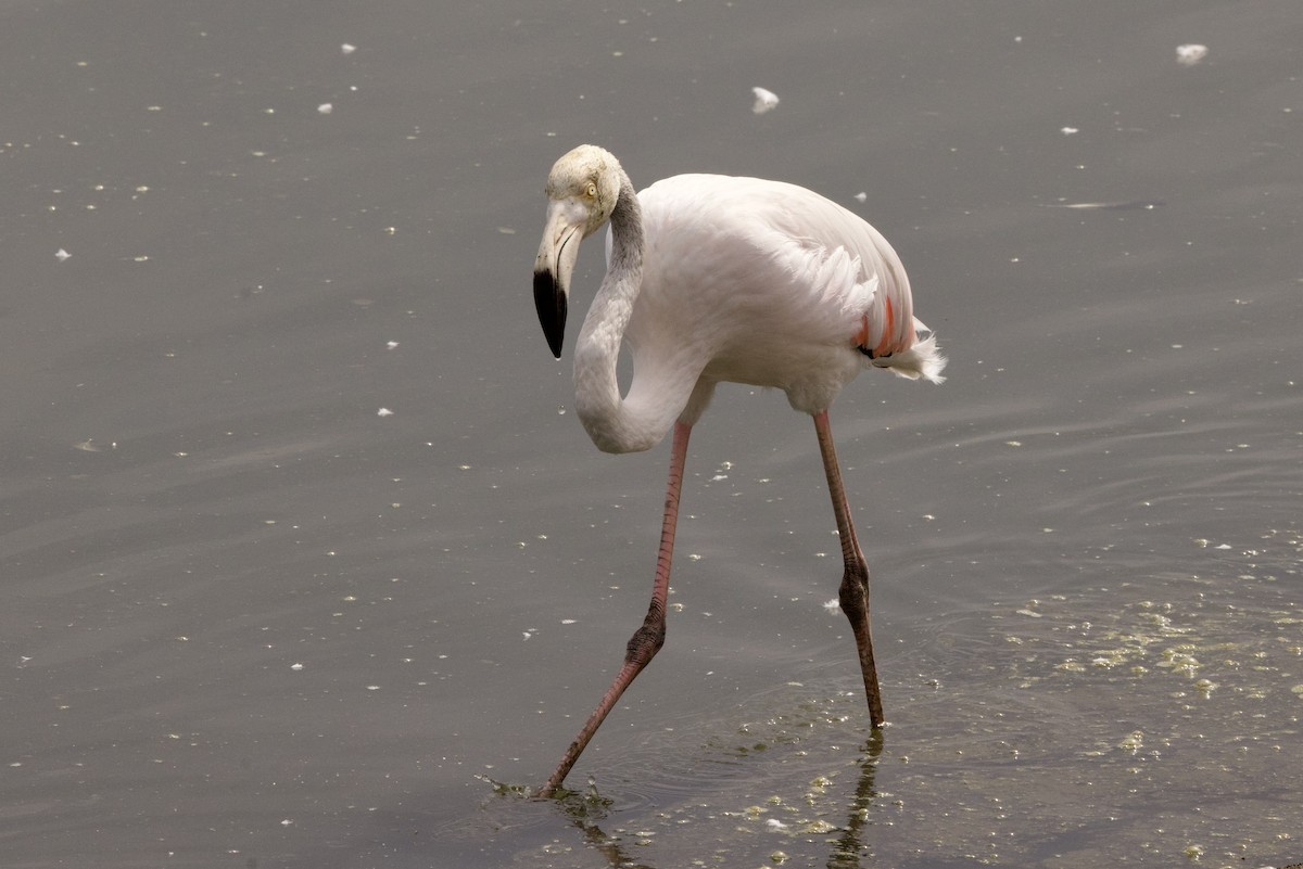 Greater Flamingo - ML619365511