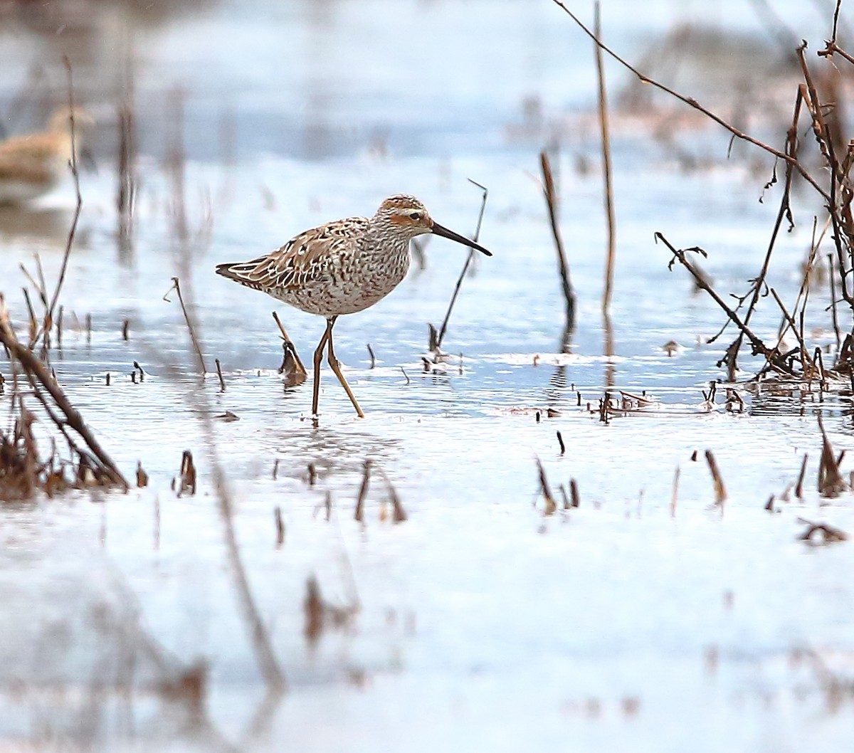 Stilt Sandpiper - Bala Chennupati