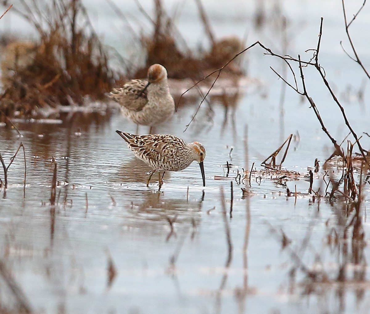 Stilt Sandpiper - Bala Chennupati