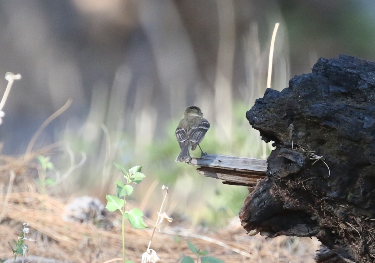 Buff-breasted Flycatcher - James (Jim) Holmes