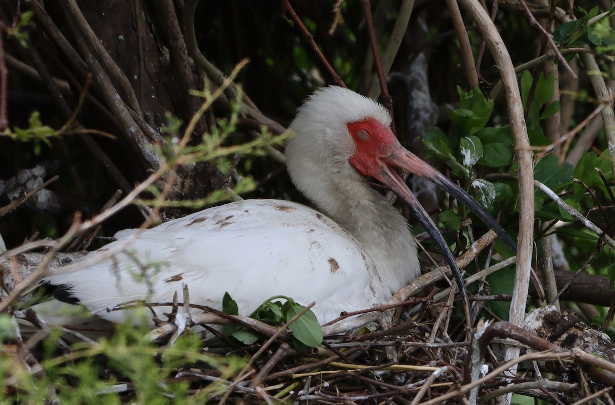 White Ibis - bill belford