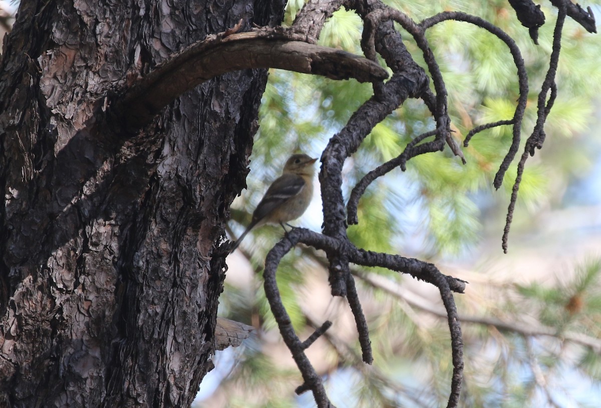 Buff-breasted Flycatcher - James (Jim) Holmes