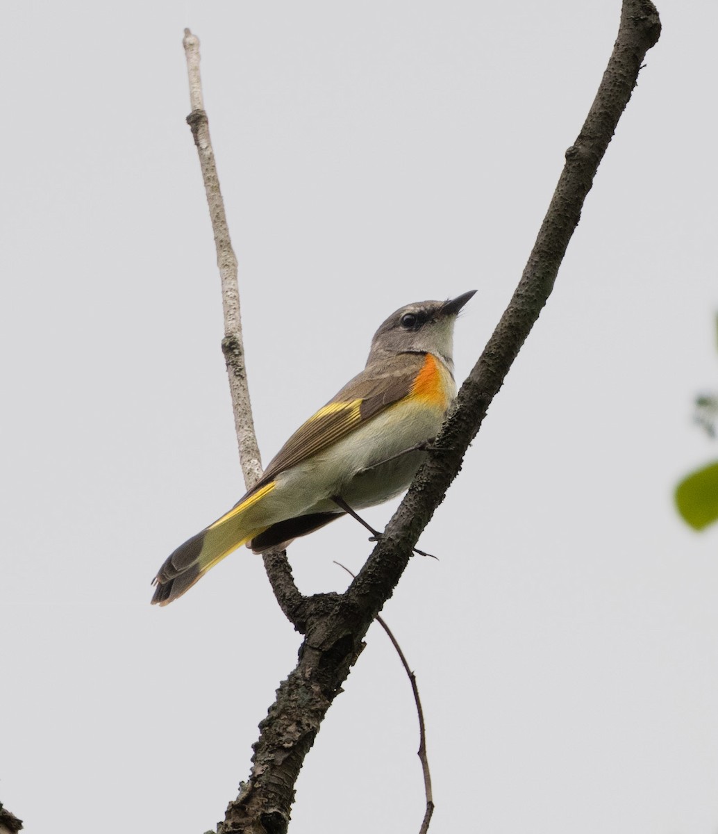 American Redstart - Anonymous