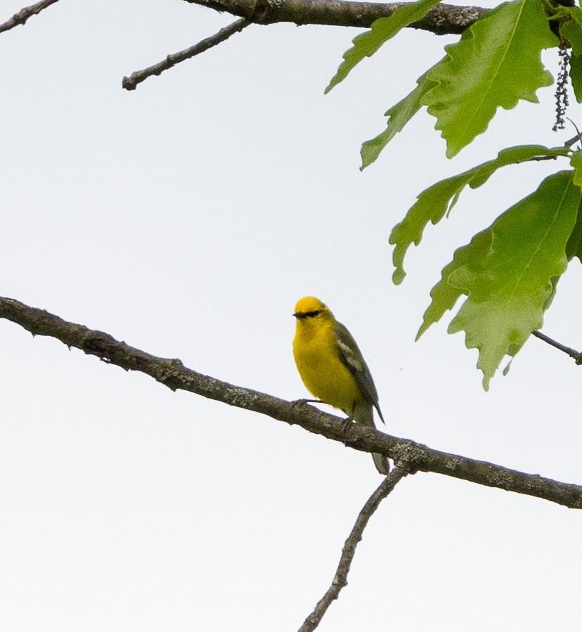 Blue-winged Warbler - Anonymous