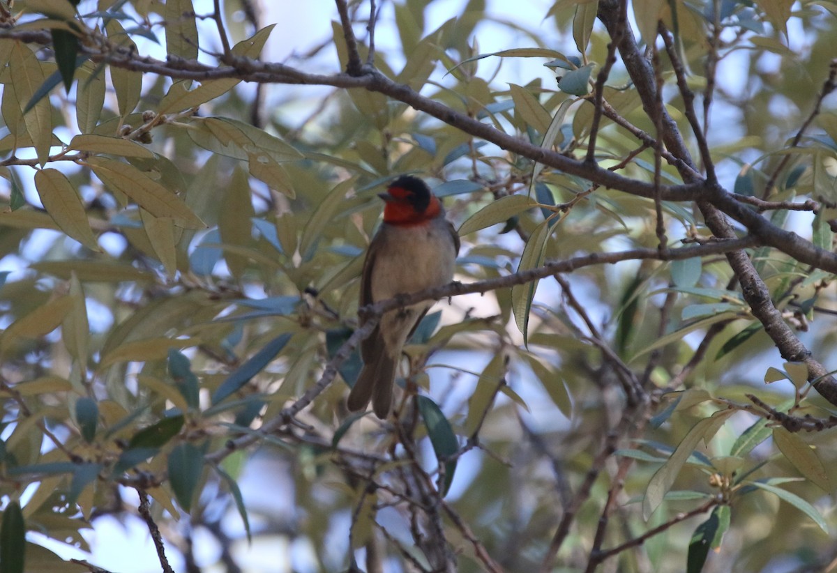 Red-faced Warbler - James (Jim) Holmes