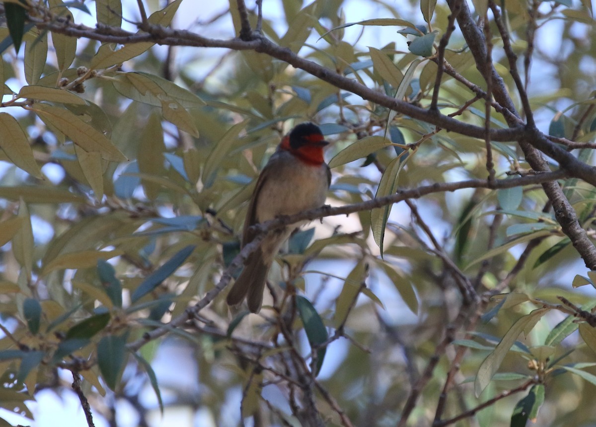 Red-faced Warbler - James (Jim) Holmes