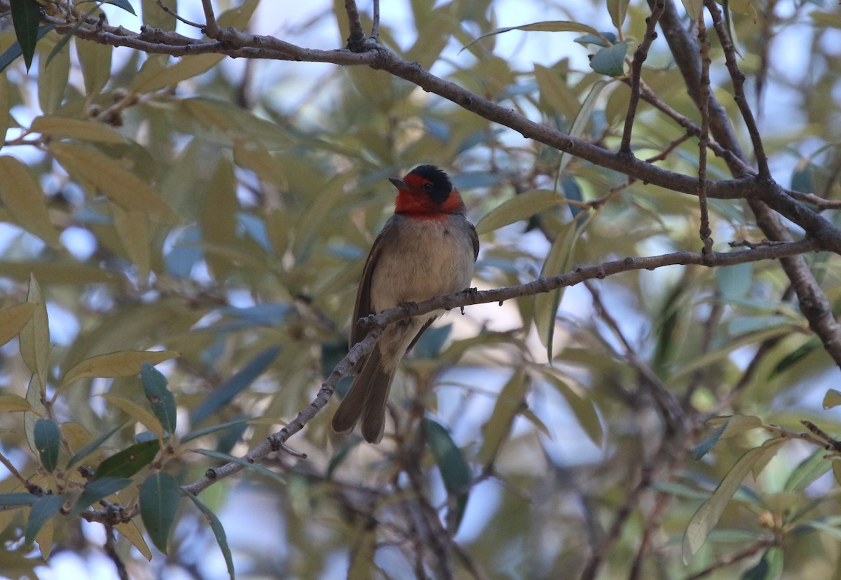 Red-faced Warbler - James (Jim) Holmes