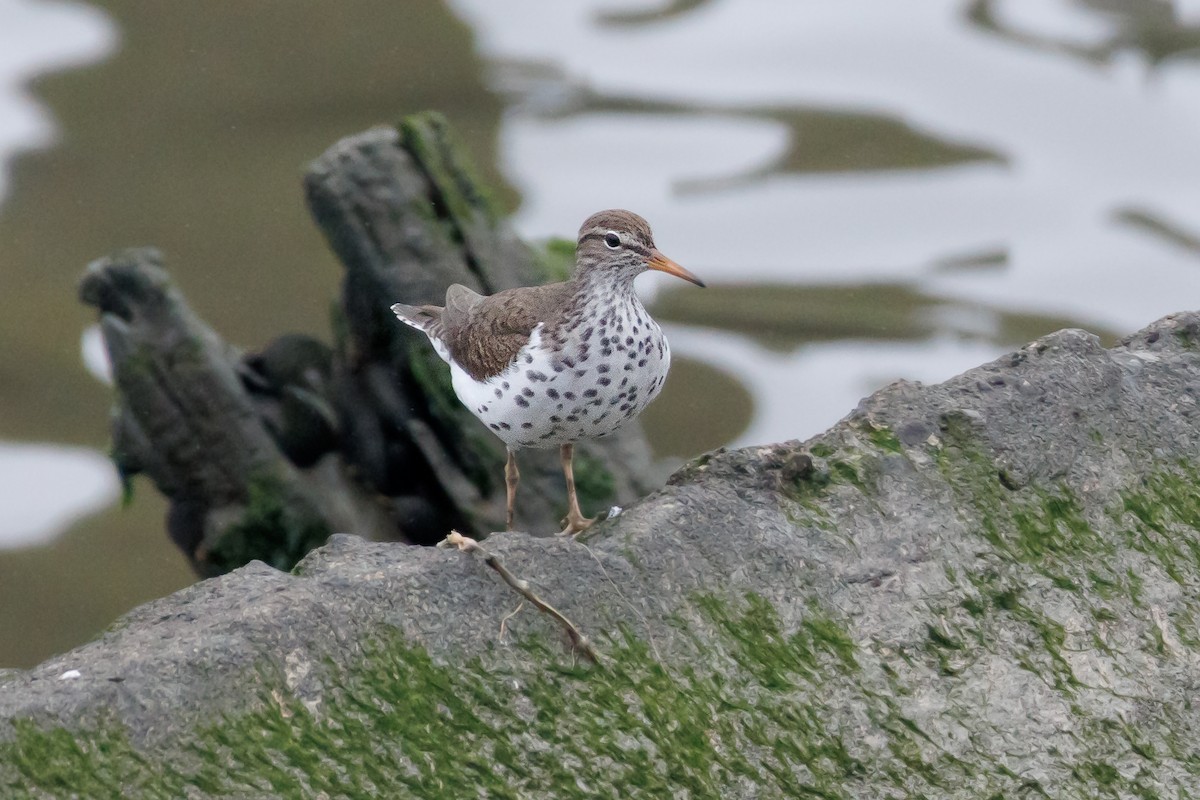 Spotted Sandpiper - Kyle Smith