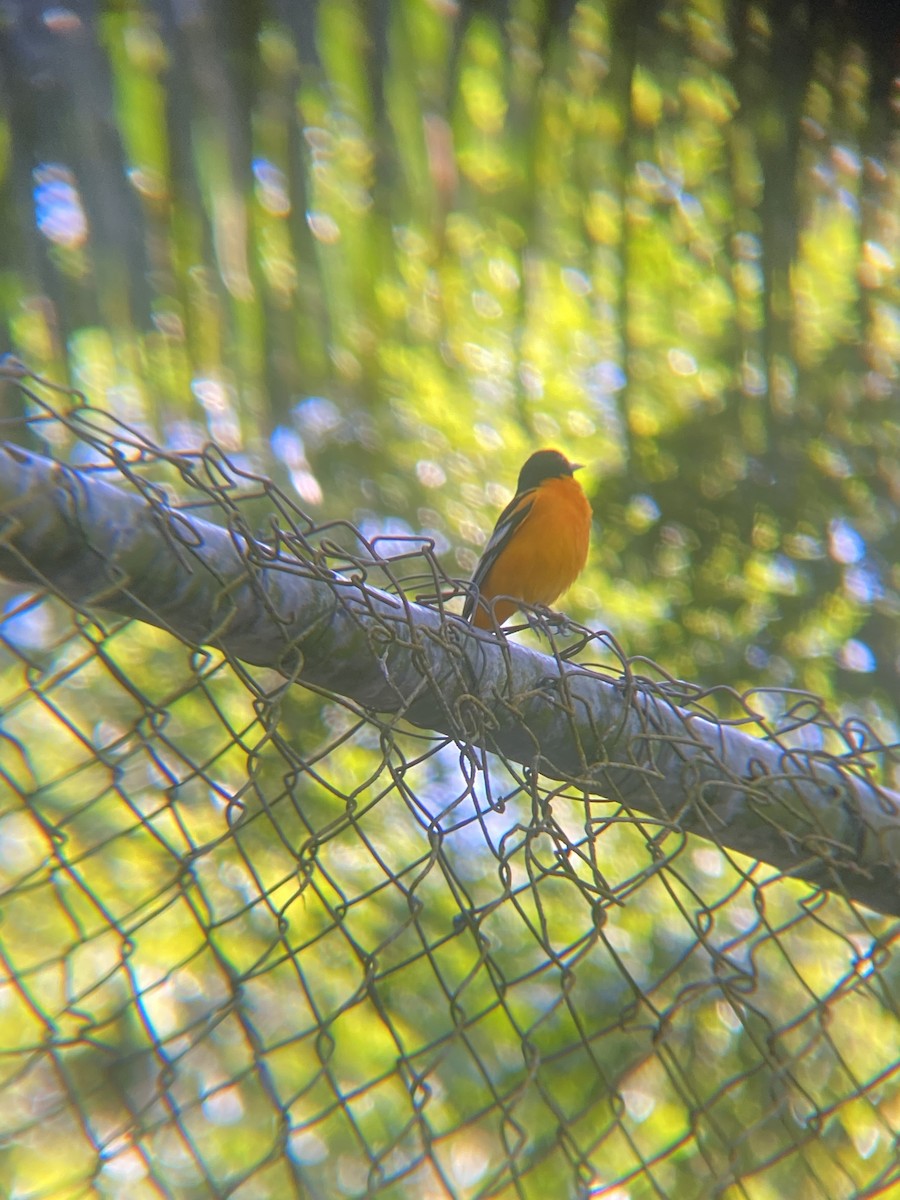 Baltimore Oriole - Tori R.