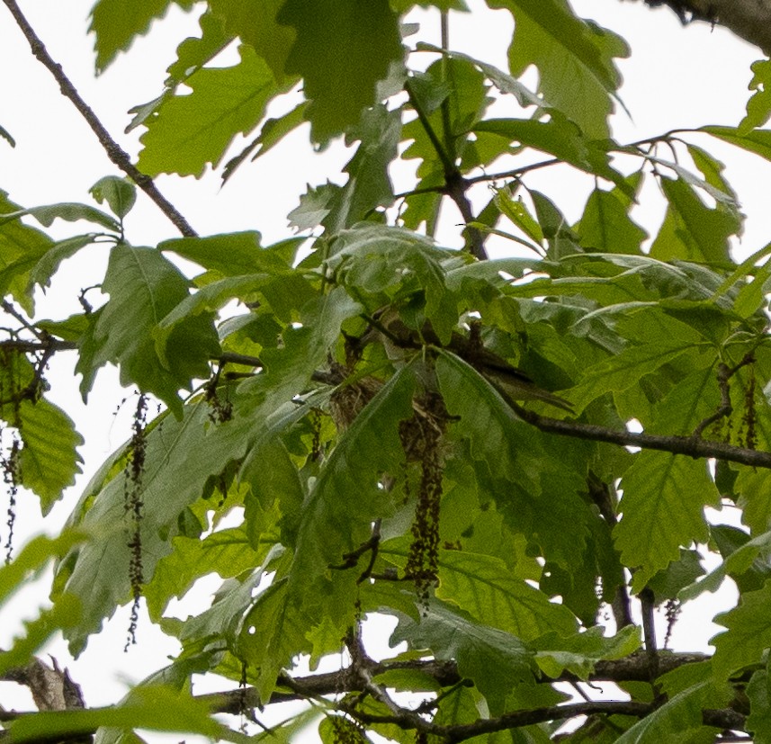 Red-eyed Vireo - ML619365570