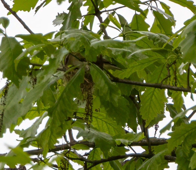 Red-eyed Vireo - ML619365571