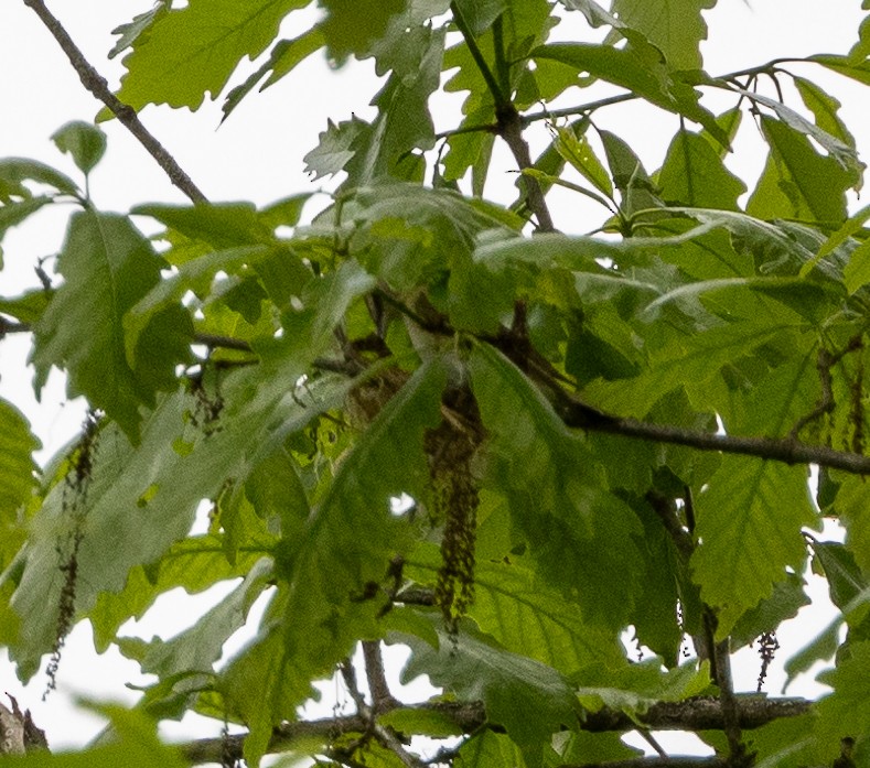 Red-eyed Vireo - Anonymous