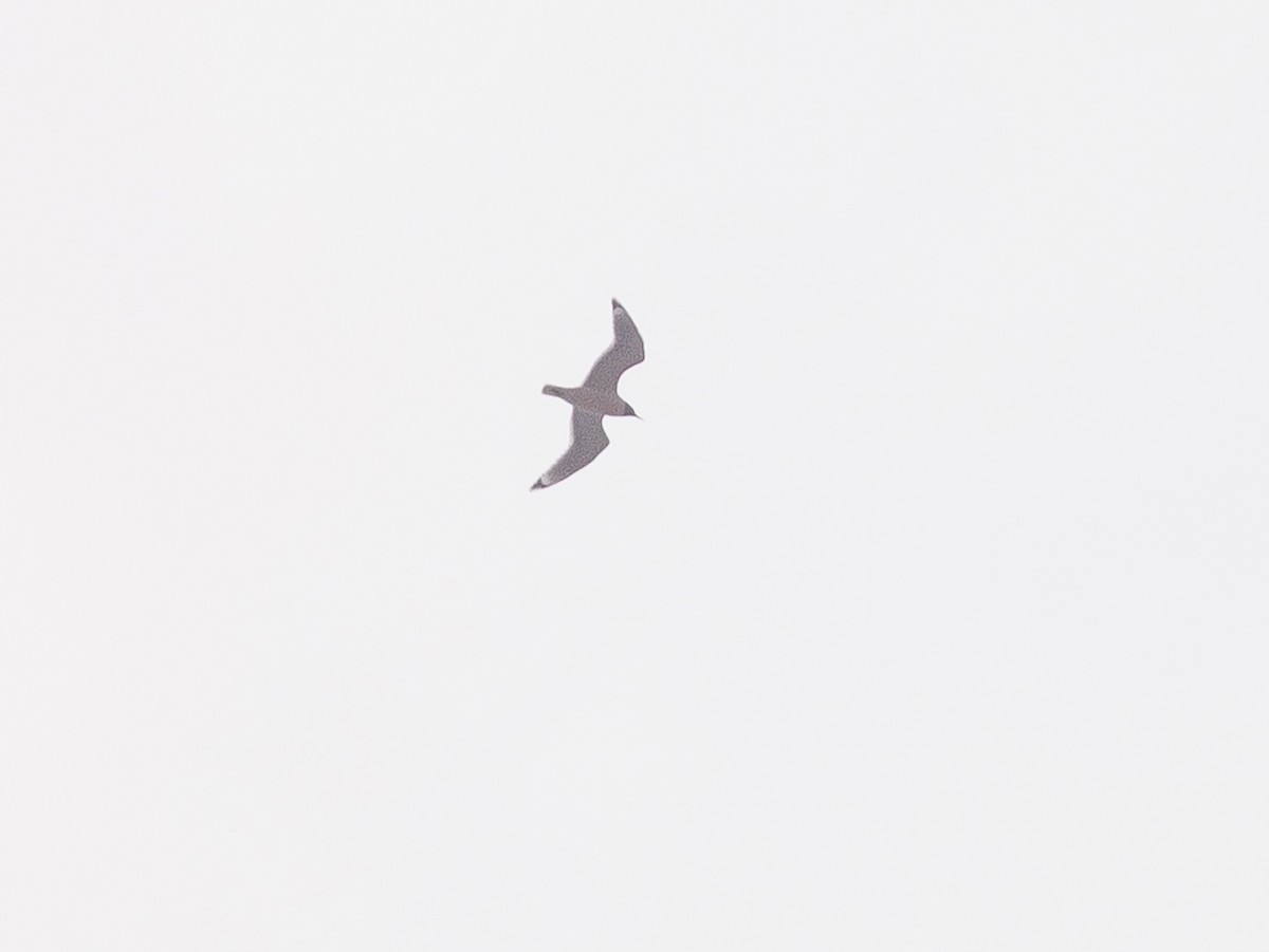 Franklin's Gull - ML619365574