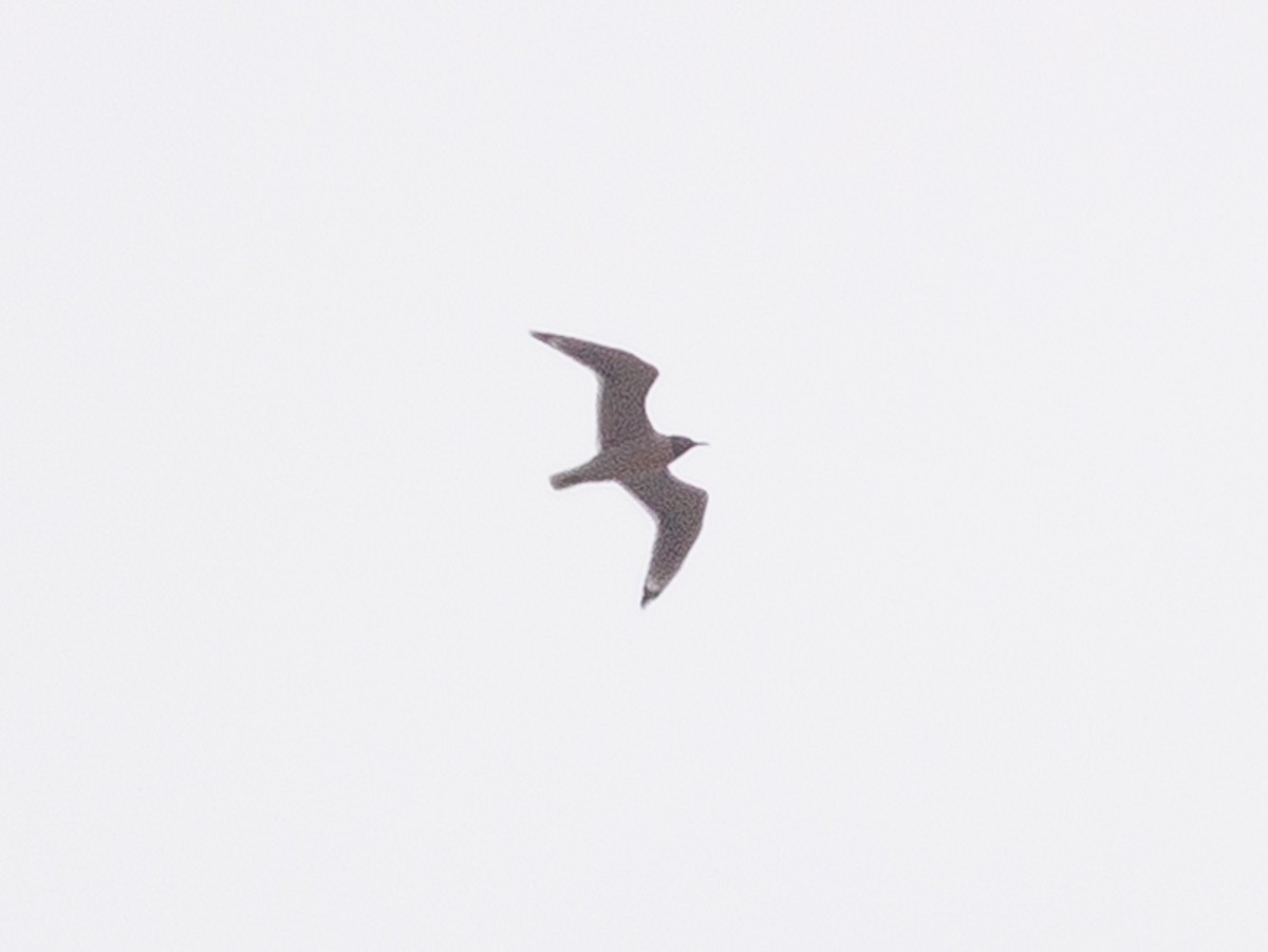 Franklin's Gull - Gary Nunn