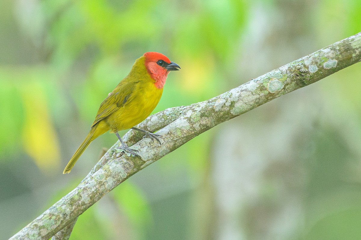 Red-headed Tanager - Poojan Gohil