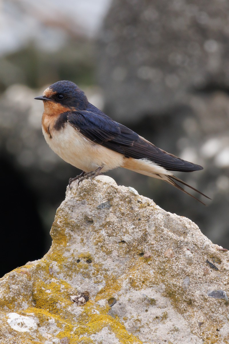 Barn Swallow - Kyle Smith