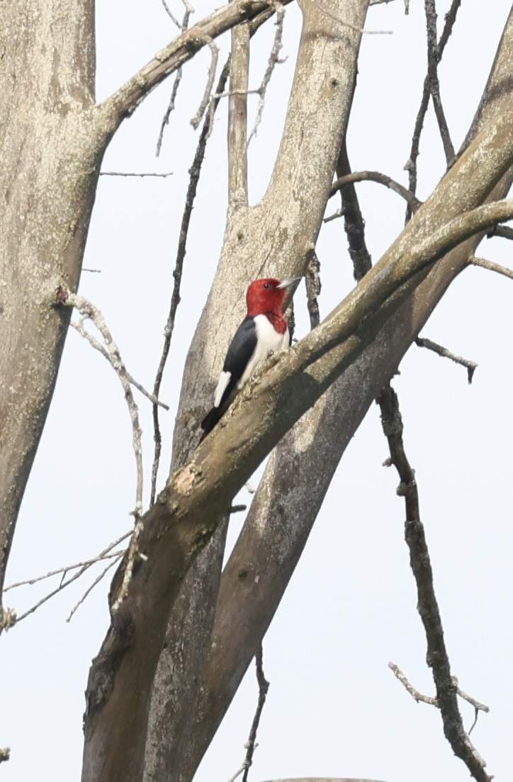 woodpecker sp. - Heidi Hudlass