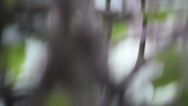 Dwarf Jay - ML619365608