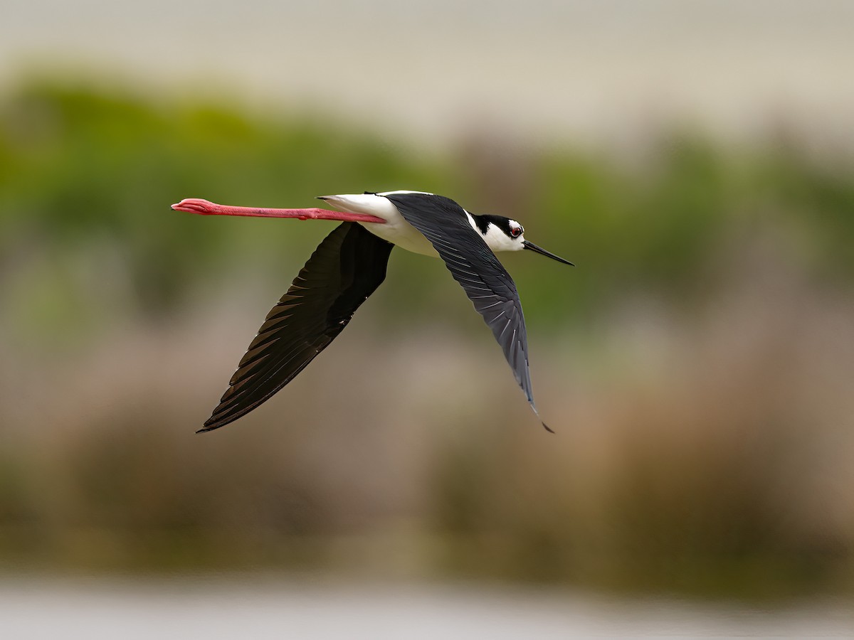 Black-necked Stilt - Alan MacEachren