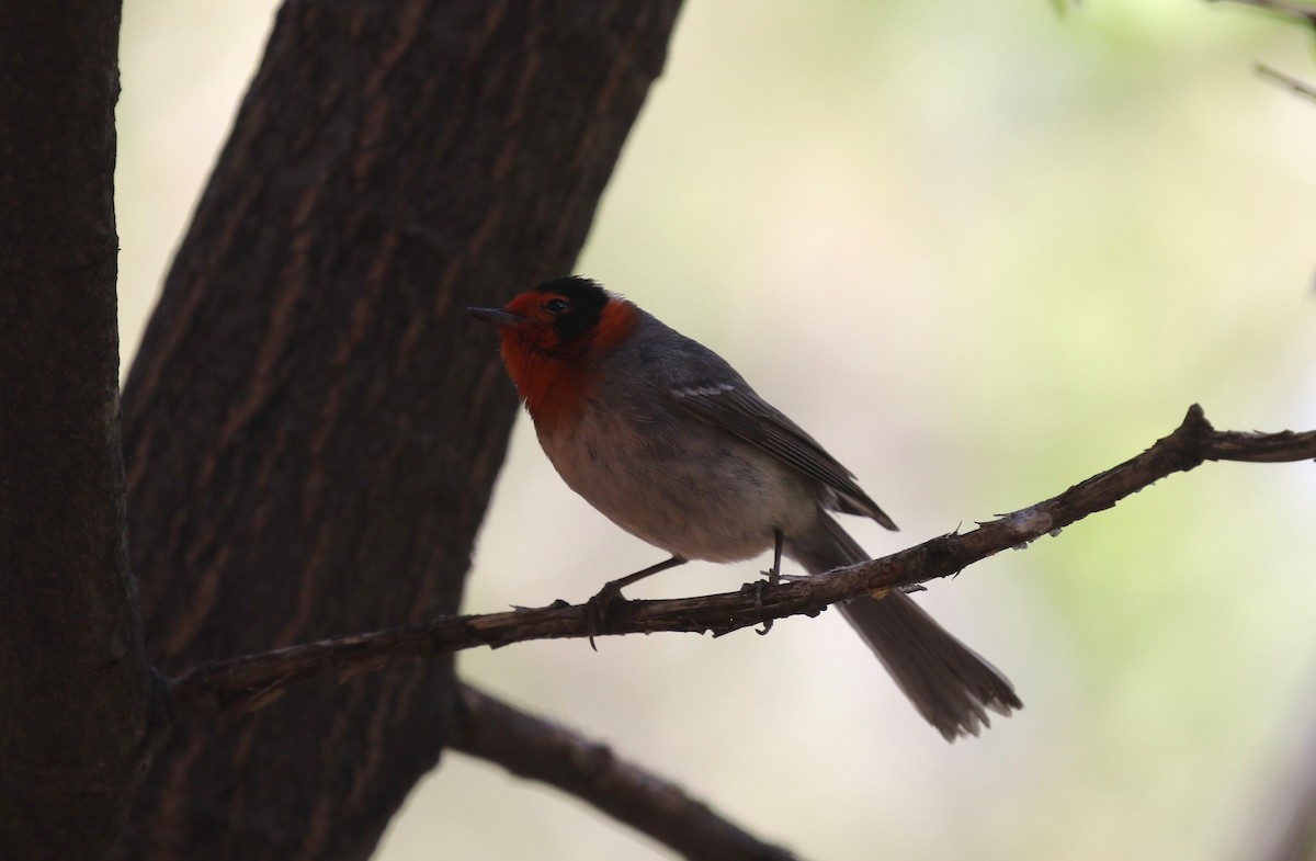 Red-faced Warbler - James (Jim) Holmes