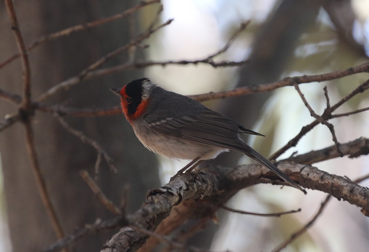 Red-faced Warbler - James (Jim) Holmes